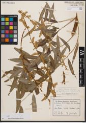 Salix blanda Andersson